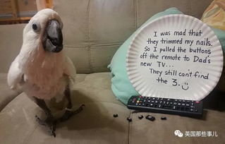 有些小鳥表面上可可愛愛,干出的混蛋事兒簡(jiǎn)直太邪惡了