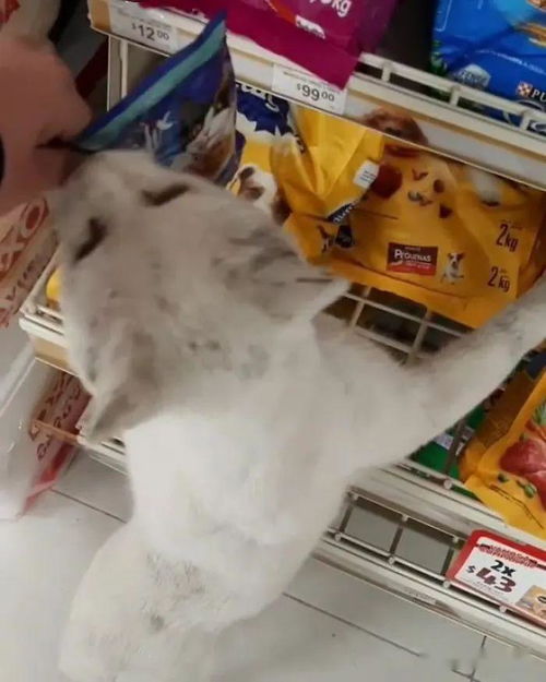 我就是輕輕摸了它幾下,沒想到就被纏上了 遇到碰瓷喵,只能認栽