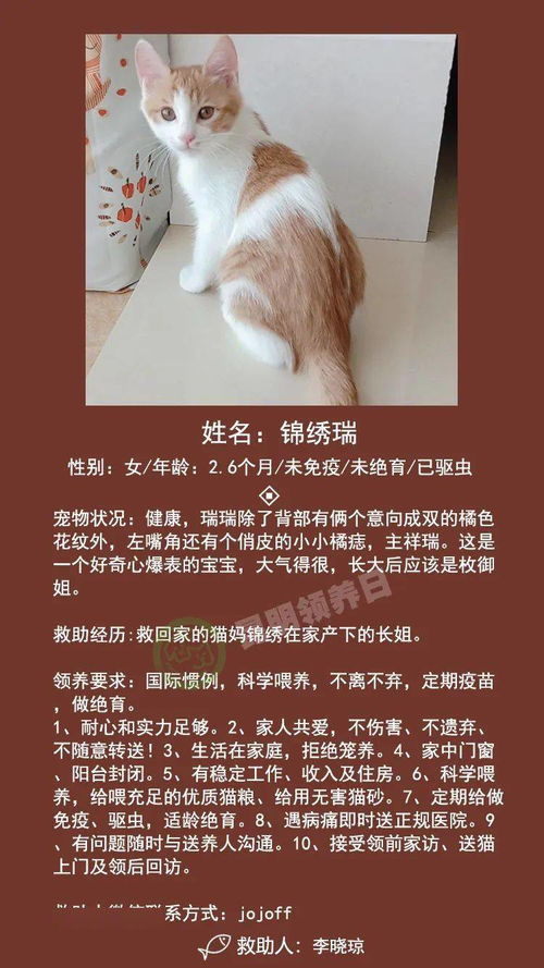 喵們可可愛愛，帶回家家吧——08.07線上領(lǐng)養(yǎng)第244期